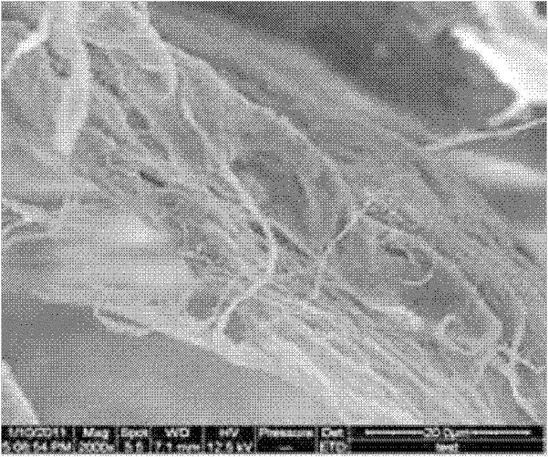 Plant paper pulp fiber modifying agent and modifying method using same, and filter paper and preparation method thereof