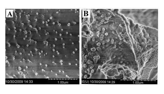 Solid-phase nano micelle and preparation method thereof