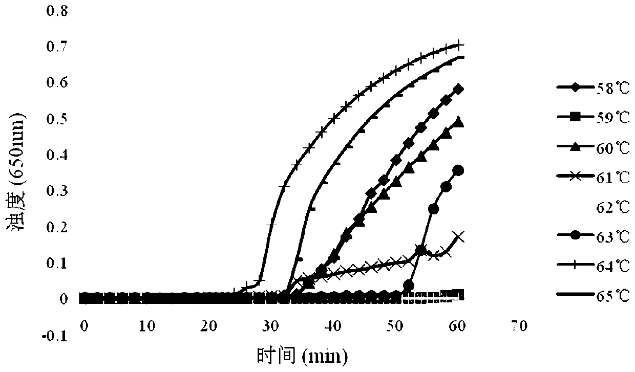 RT-LAMP reagent kit for detecting yellow fever viruses, and special primer of RT-LAMP reagent kit