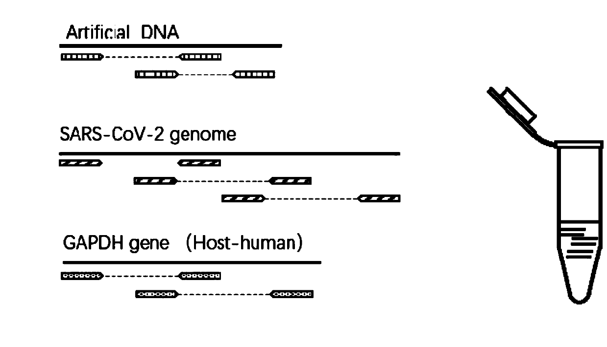 High throughput detection kit of SARS-CoV-2