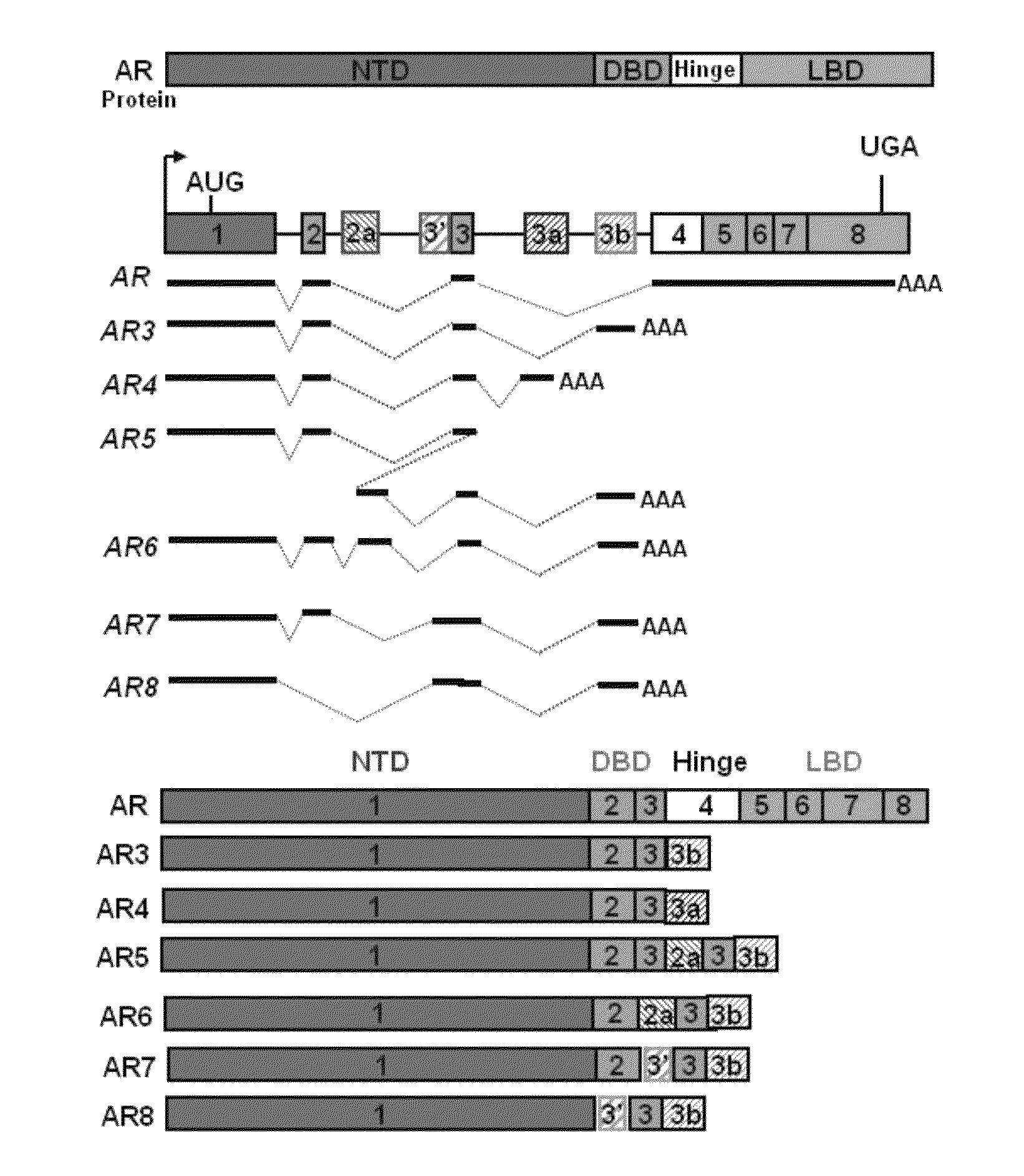 Human androgen receptor alternative splice variants