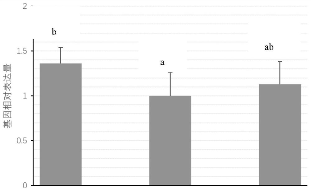 Method for improving in-vitro maturation and development rate of porcine oocytes by adopting agomelatine