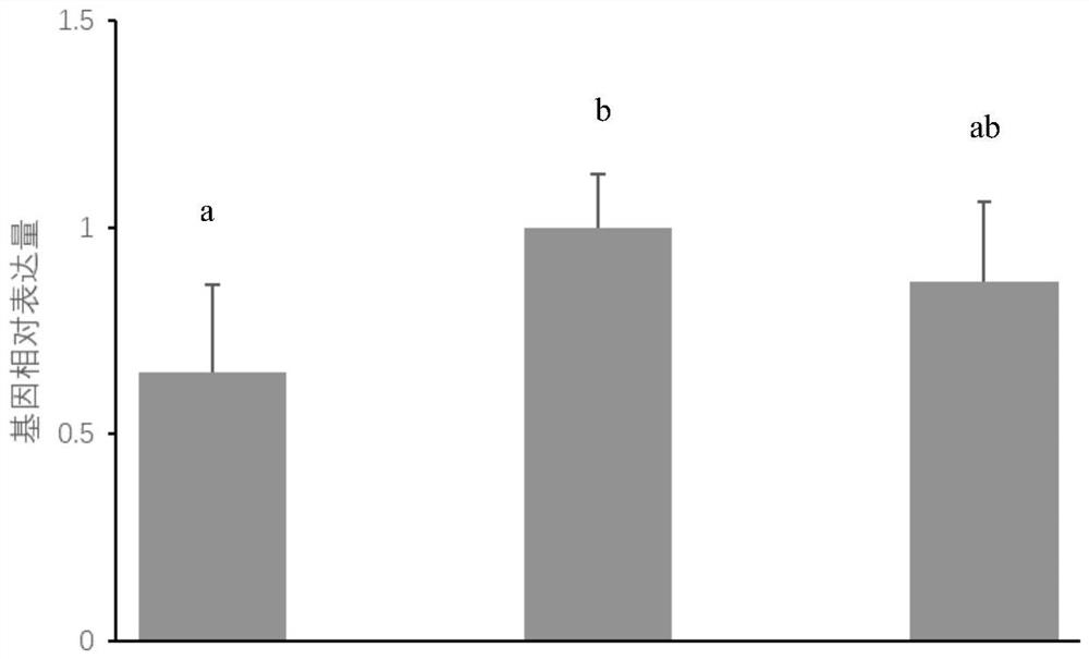 Method for improving in-vitro maturation and development rate of porcine oocytes by adopting agomelatine