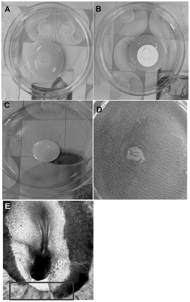 Separation culture method for chick germinal crescent source PGCs