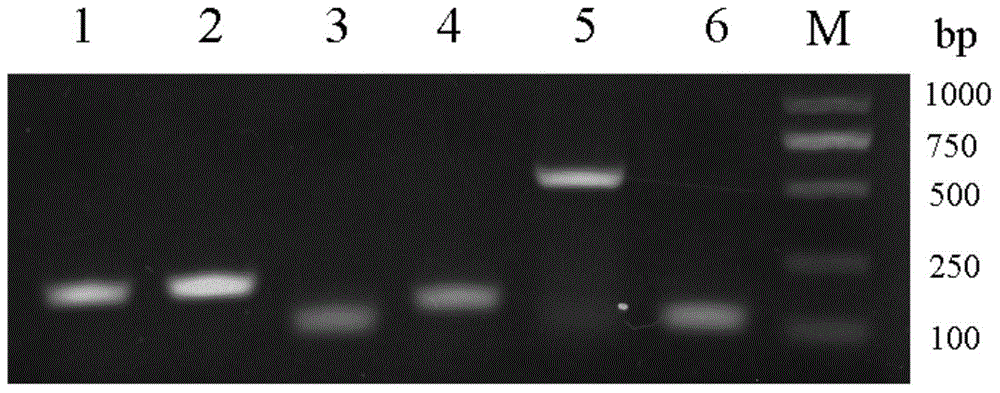 Separation culture method for chick germinal crescent source PGCs