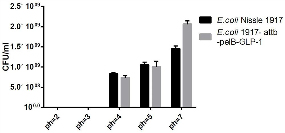 Escherichia coli Nissle 1917 genetically engineered bacterium as well as preparation method and application thereof