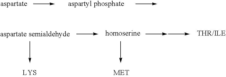 Escherichia coli strains that over-produce L-threonine and processes for their production