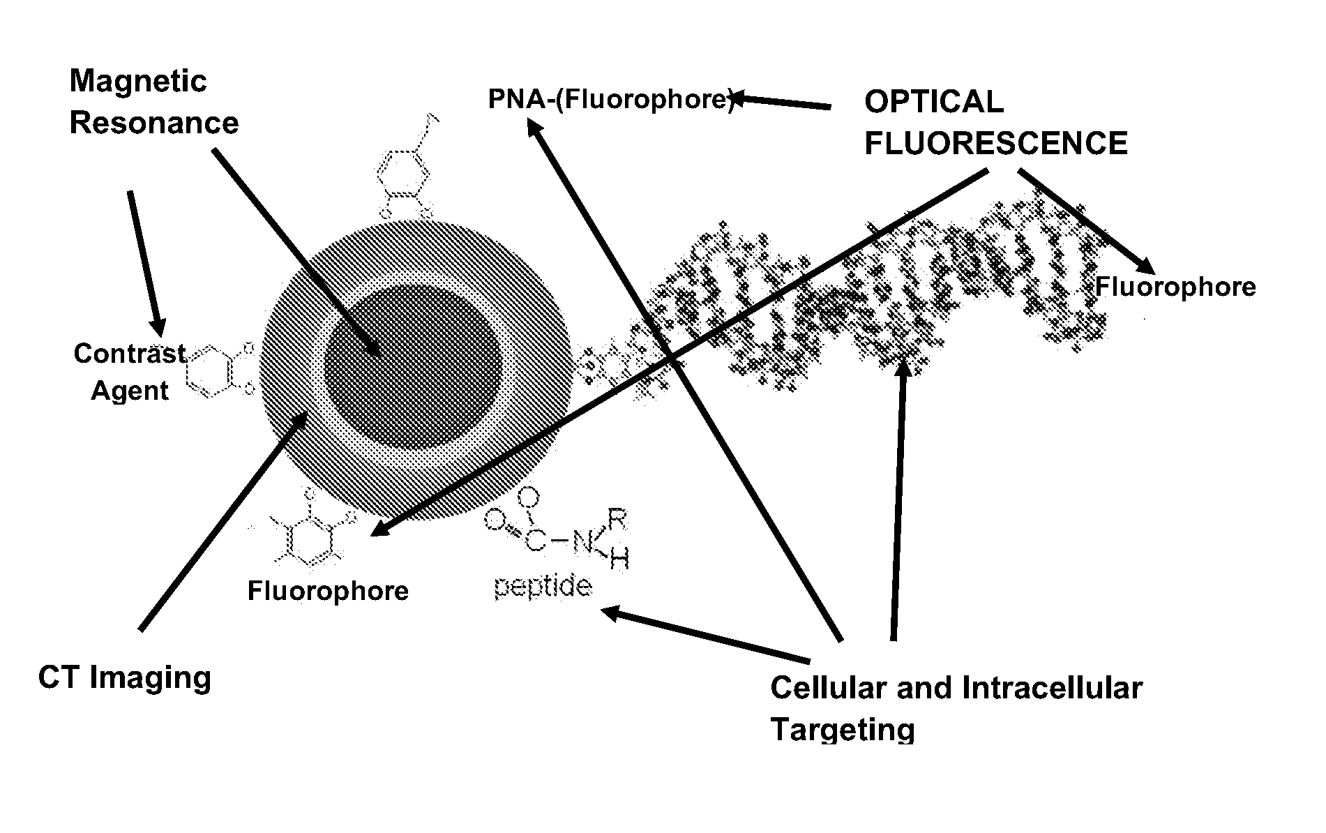 Multifunction nanoconjugates for imaging applications and targeted treatment