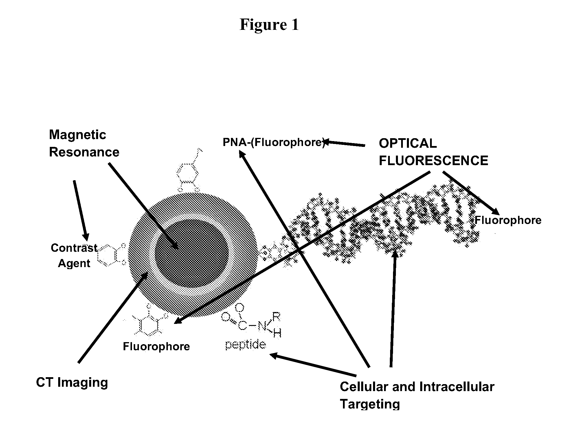 Multifunction nanoconjugates for imaging applications and targeted treatment