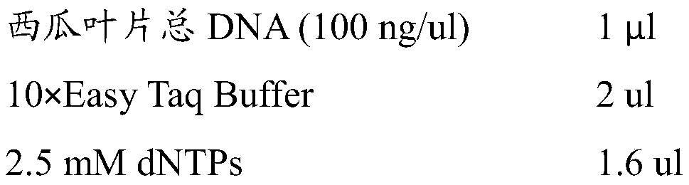 Method for cultivating watermelon variety with high resistance to fusarium wilt