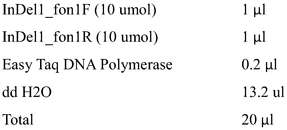 Method for cultivating watermelon variety with high resistance to fusarium wilt