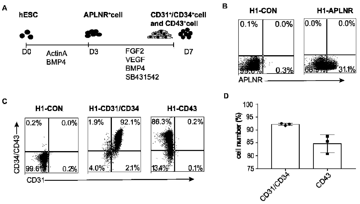 Method for obtaining endothelial cells from human pluripotent stem cells by efficient differentiation