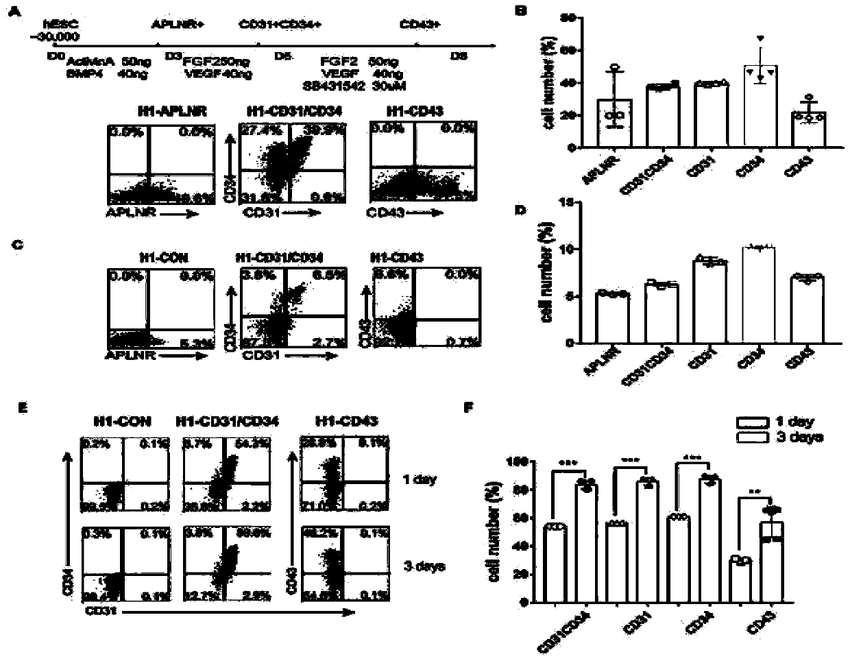 Method for obtaining endothelial cells from human pluripotent stem cells by efficient differentiation