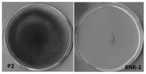 Bacillus methylotrophicu and application