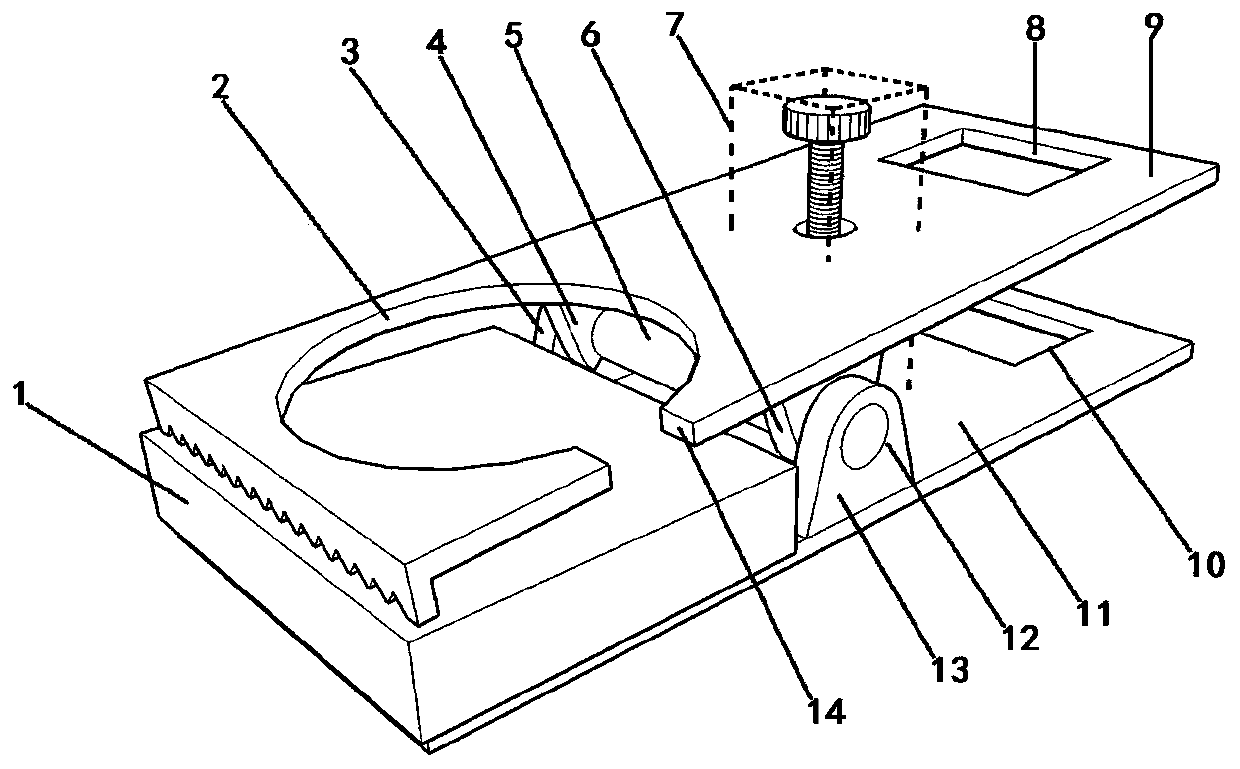 Fixing device for external exposure radiation experiment of buccal mucosa of mesocricetus auratus