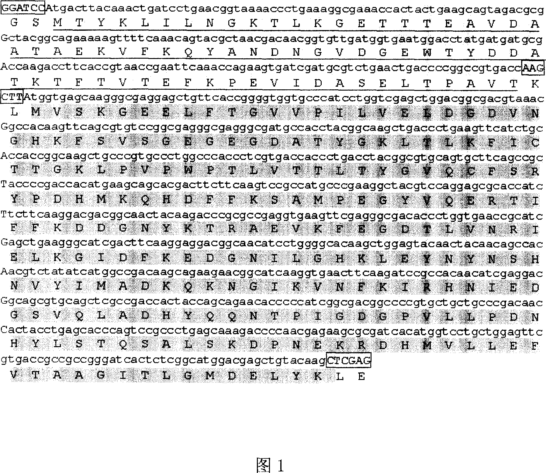 G-eGFP protein, preparation method, and application