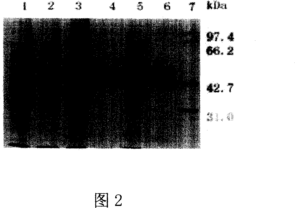 G-eGFP protein, preparation method, and application