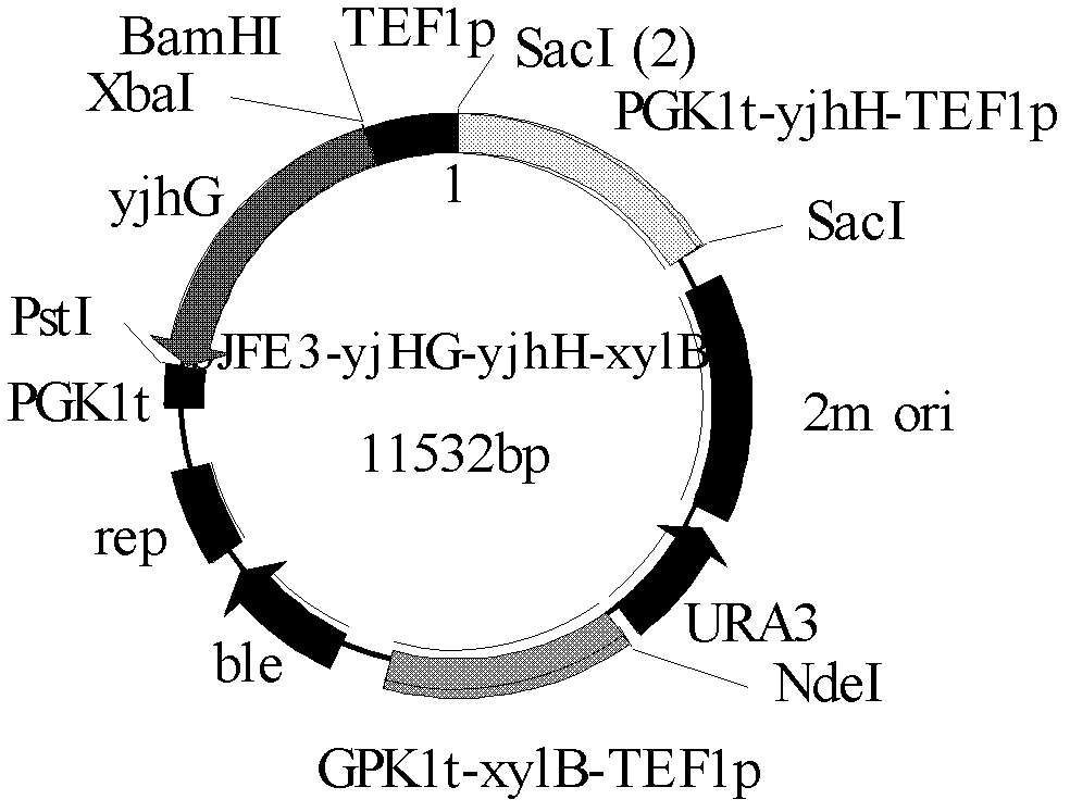 Brewing yeast strain capable of metabolizing xylose