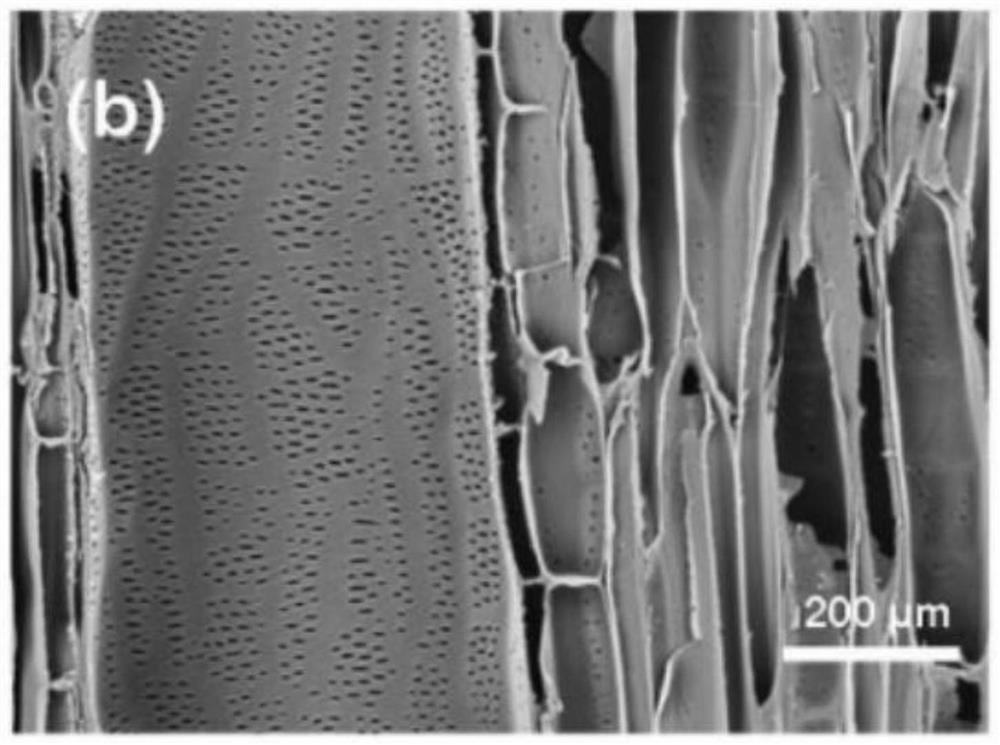 Preparation method of anisotropic heat-conducting phase-change energy-storage wood