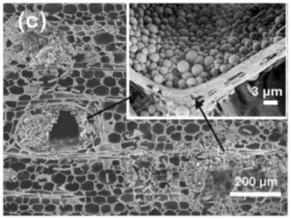 Preparation method of anisotropic heat-conducting phase-change energy-storage wood