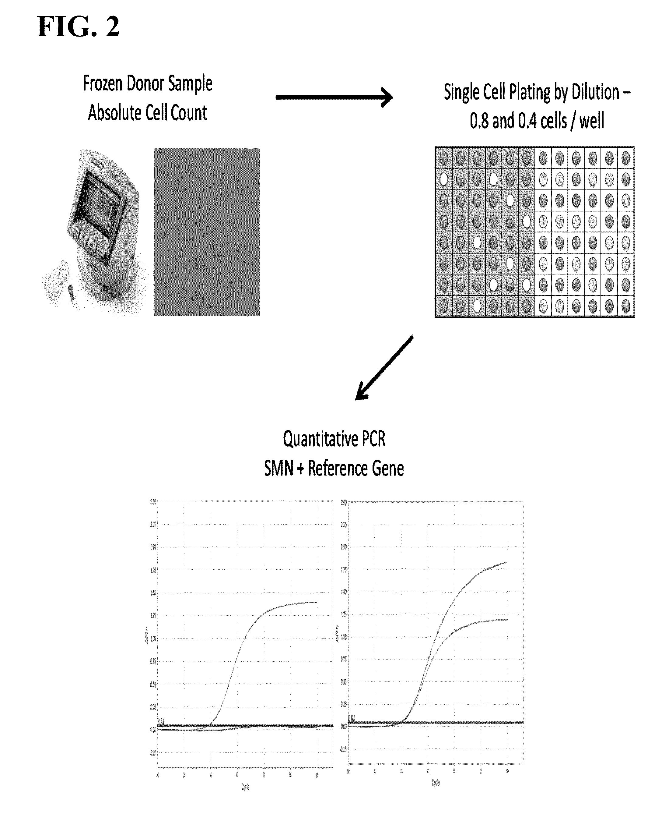 Methods to detect a silent carrier genotype