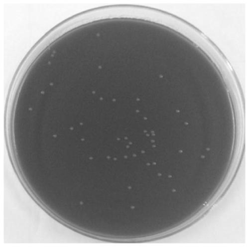 A Rabbit Bordetella Bronchiseptica Subunit Vaccine