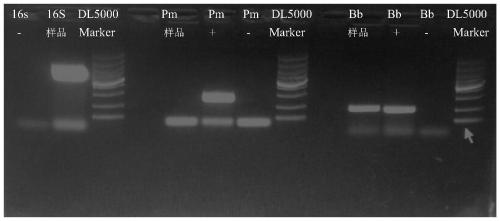 A Rabbit Bordetella Bronchiseptica Subunit Vaccine