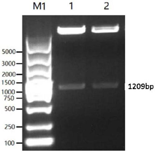 Fusion protein of porcine pseudorabies virus and preparation method, application and vaccine of fusion protein