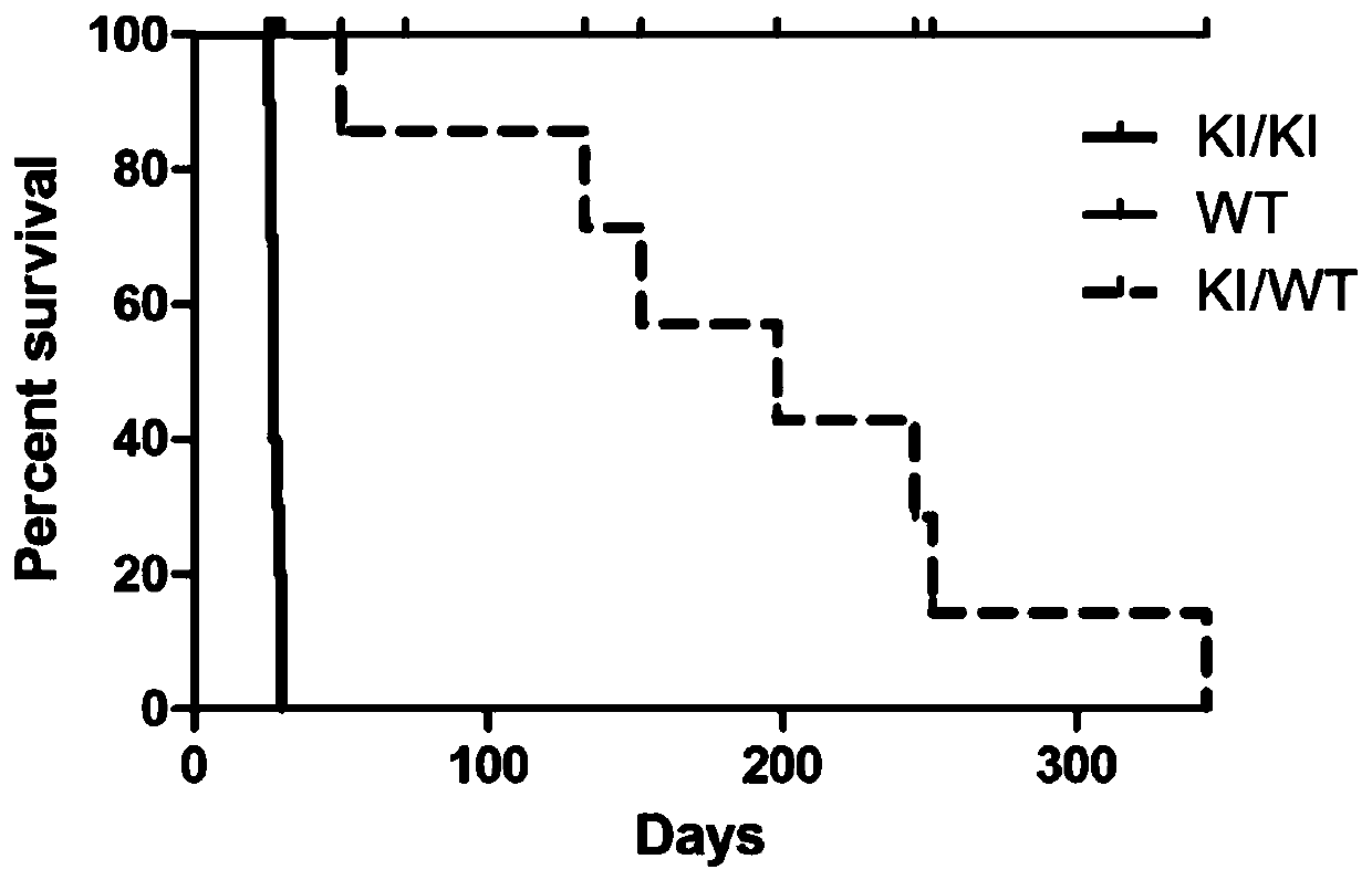 LGI 1 gene mutation and application thereof in preparation of temporal lobe epilepsy co-disease depression animal model