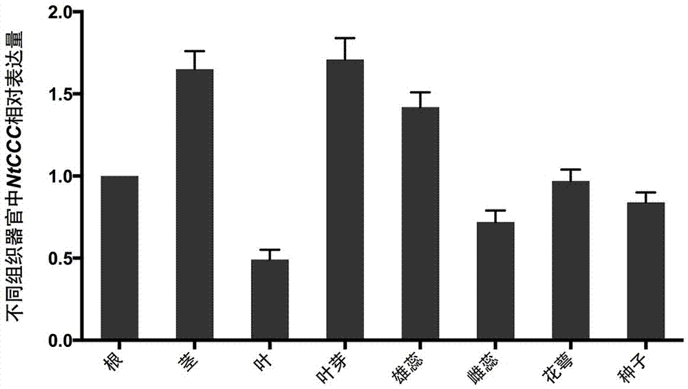 NtCCC (nicotiana tabacum cation/chloride cotransporter) and application thereof