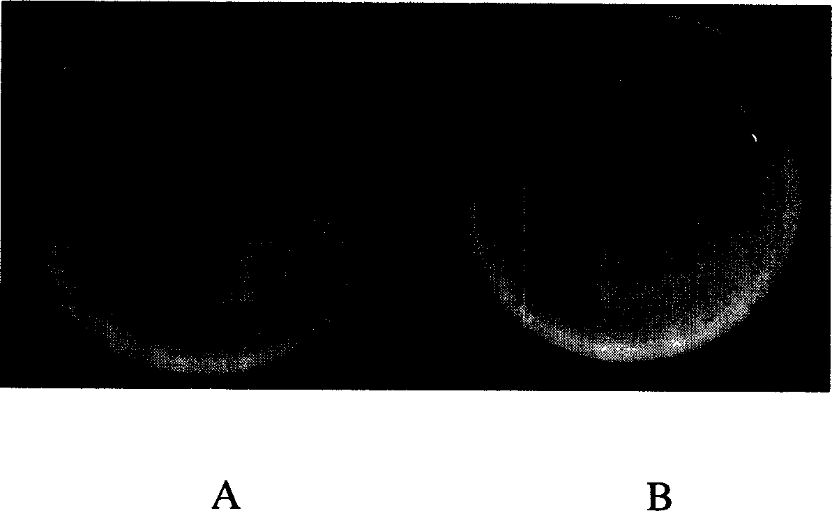 Process for screening madicine of antivirus