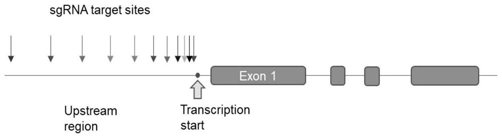 Stepped fine adjustment method for in-situ over-expression of long-chain non-coding RNA-LINC00842