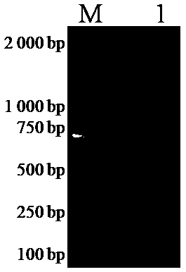 Enzyme linked immunosorbent assay (ELISA) kit for detecting atypical porcine pestivirus (APPV) antibody based on E2 protein