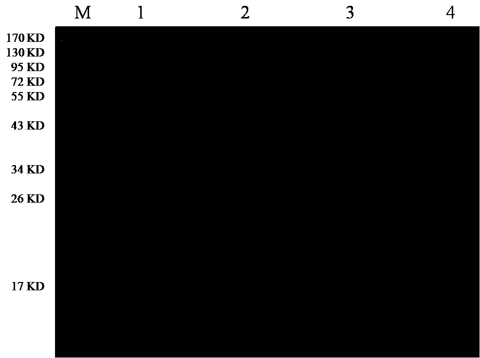 Enzyme linked immunosorbent assay (ELISA) kit for detecting atypical porcine pestivirus (APPV) antibody based on E2 protein