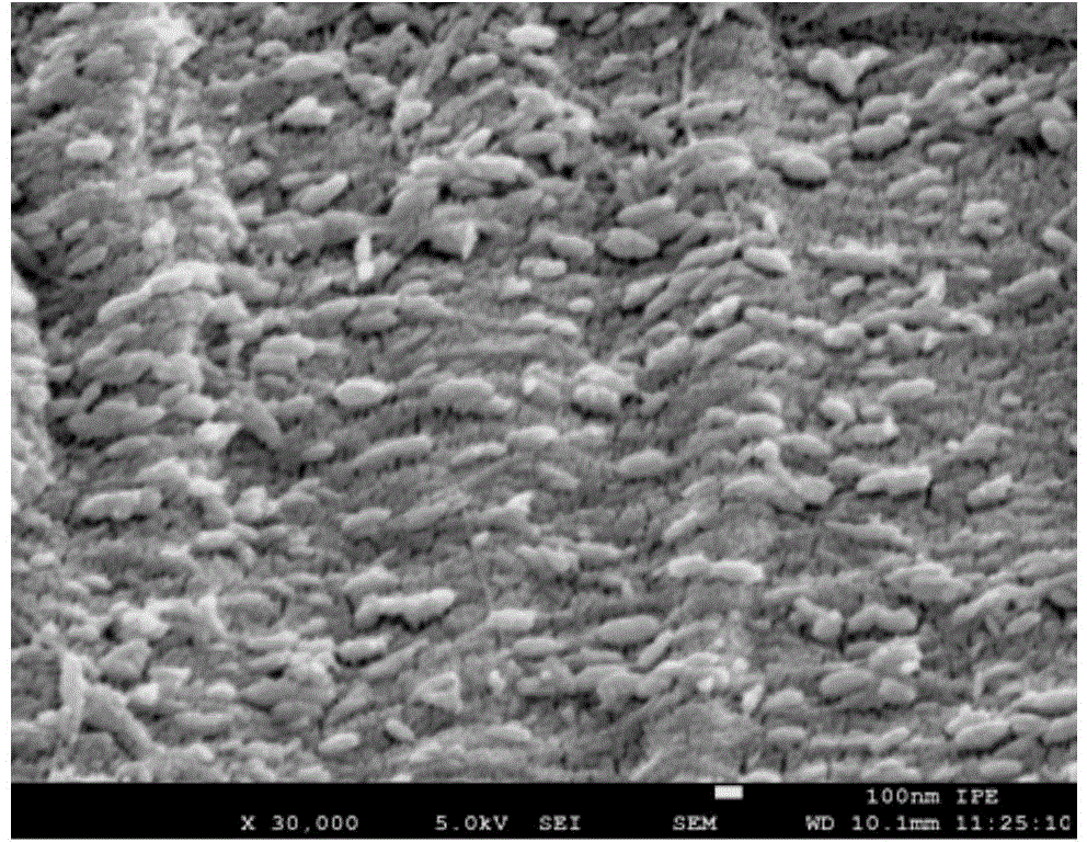 Cellulose-based template based spindle-shaped nano-titanium dioxide and preparation method thereof