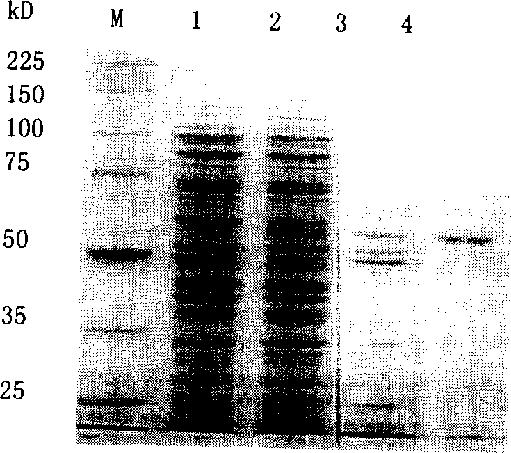 Preparation of oligose from alpha-L-arabglycosidase