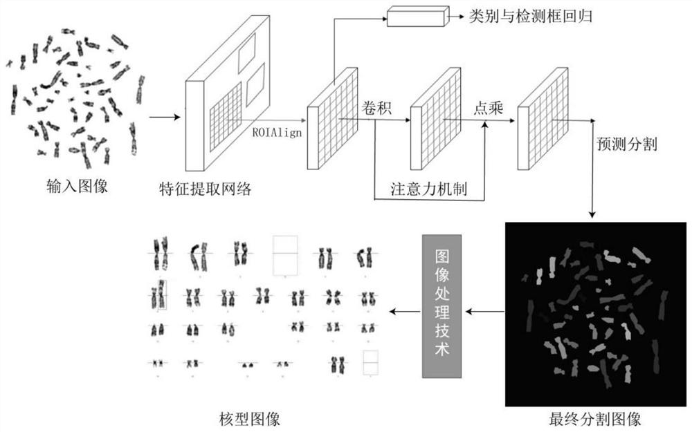 Automatic chromosome karyotype analysis and anomaly detection method