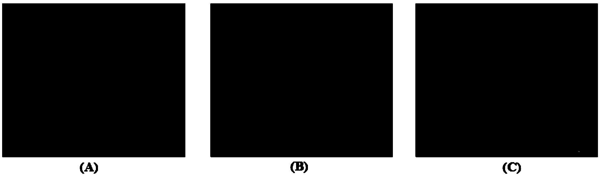 Tumor targeted polypeptide-adriamycin amycin derivative as well as preparation method and application thereof