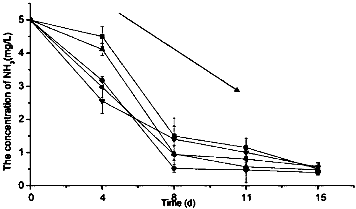 Eutrophic water body repairing compound ecosystem construction method and artificial reef