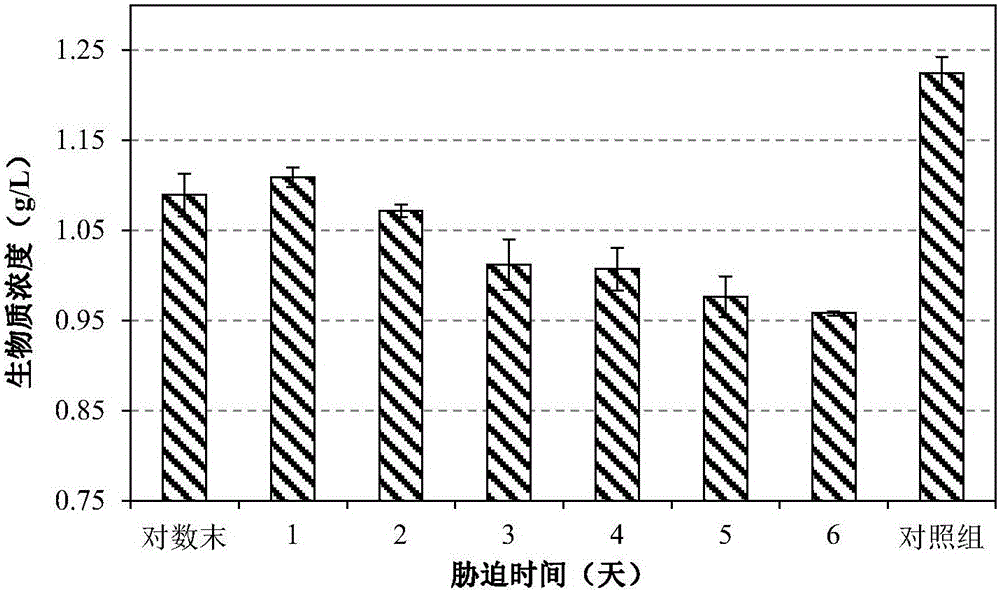 Method for rapidly accumulating lipid by high-temperature stress on micro-algae