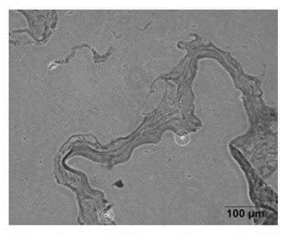 Subtotipotent stem cells of human placenta and method for constructing stem cell bank thereof