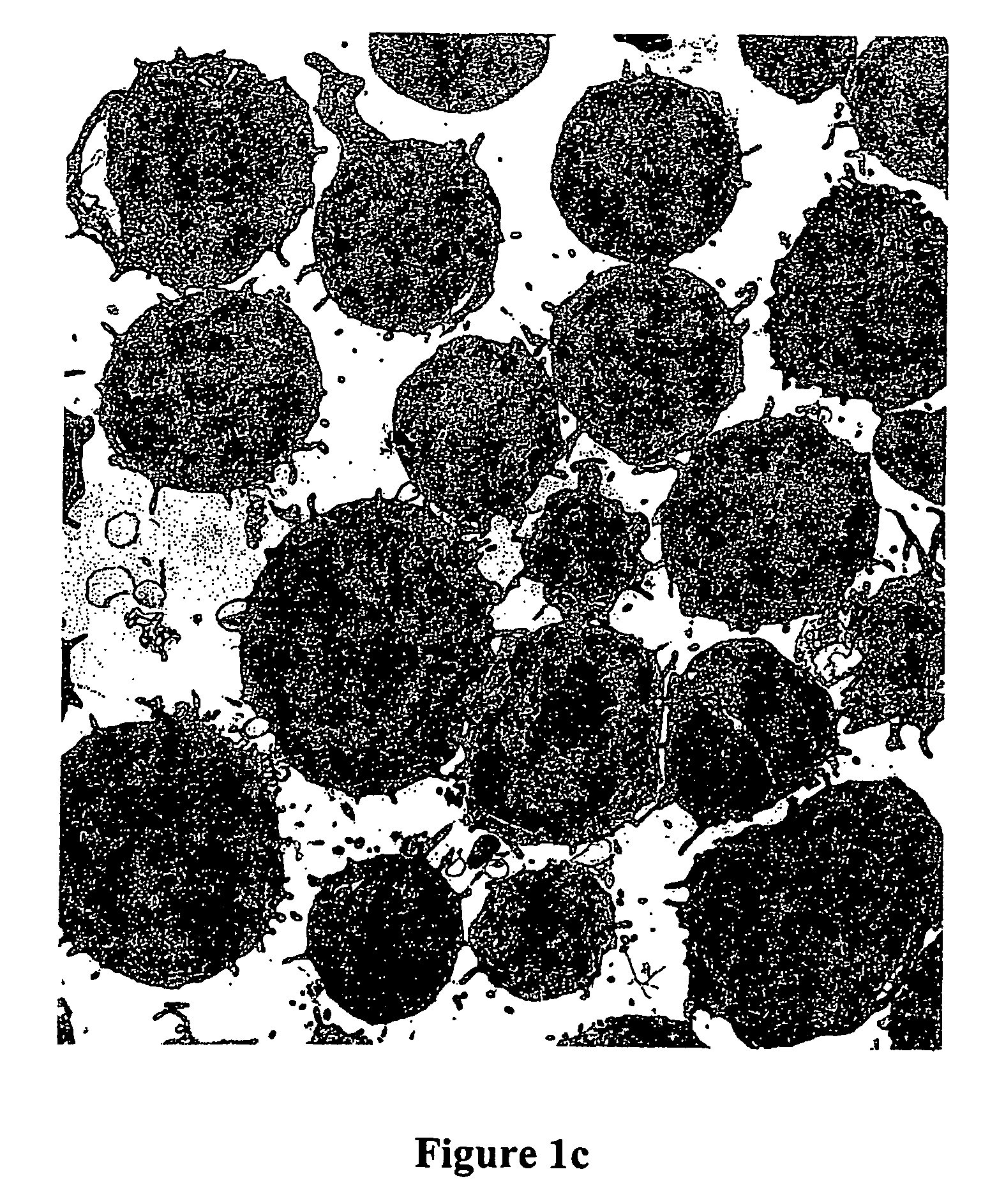 Methods for enhancing engraftment of purified hematopoietic stem cells in allogenic recipients