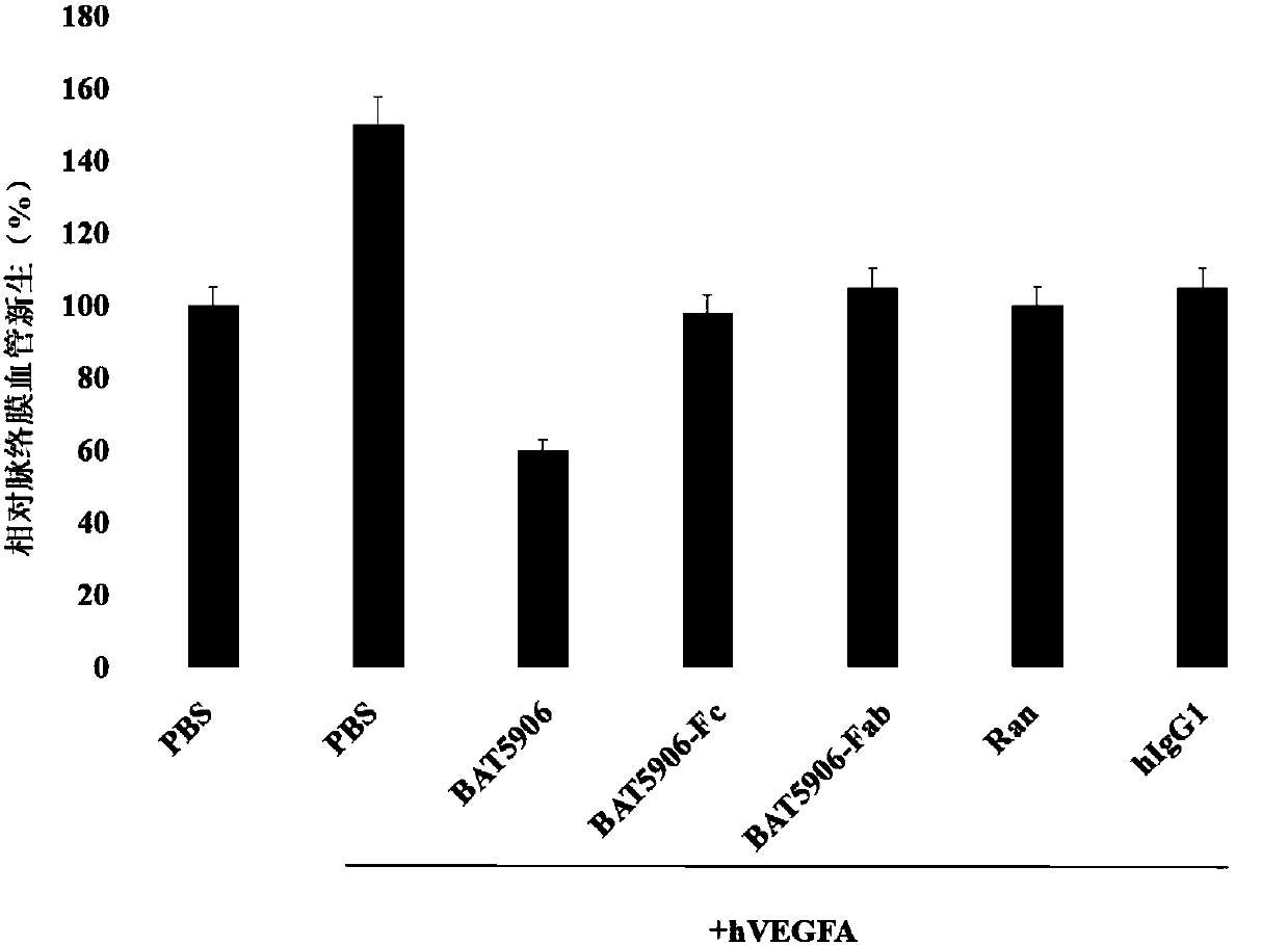 Long-acting low-toxicity recombinant anti-VEGF humanized monoclonal antibody and production method thereof