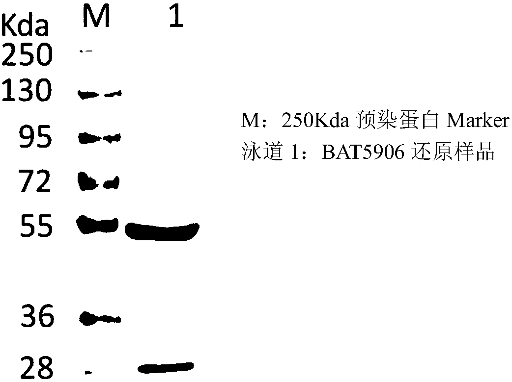 Long-acting low-toxicity recombinant anti-VEGF humanized monoclonal antibody and production method thereof