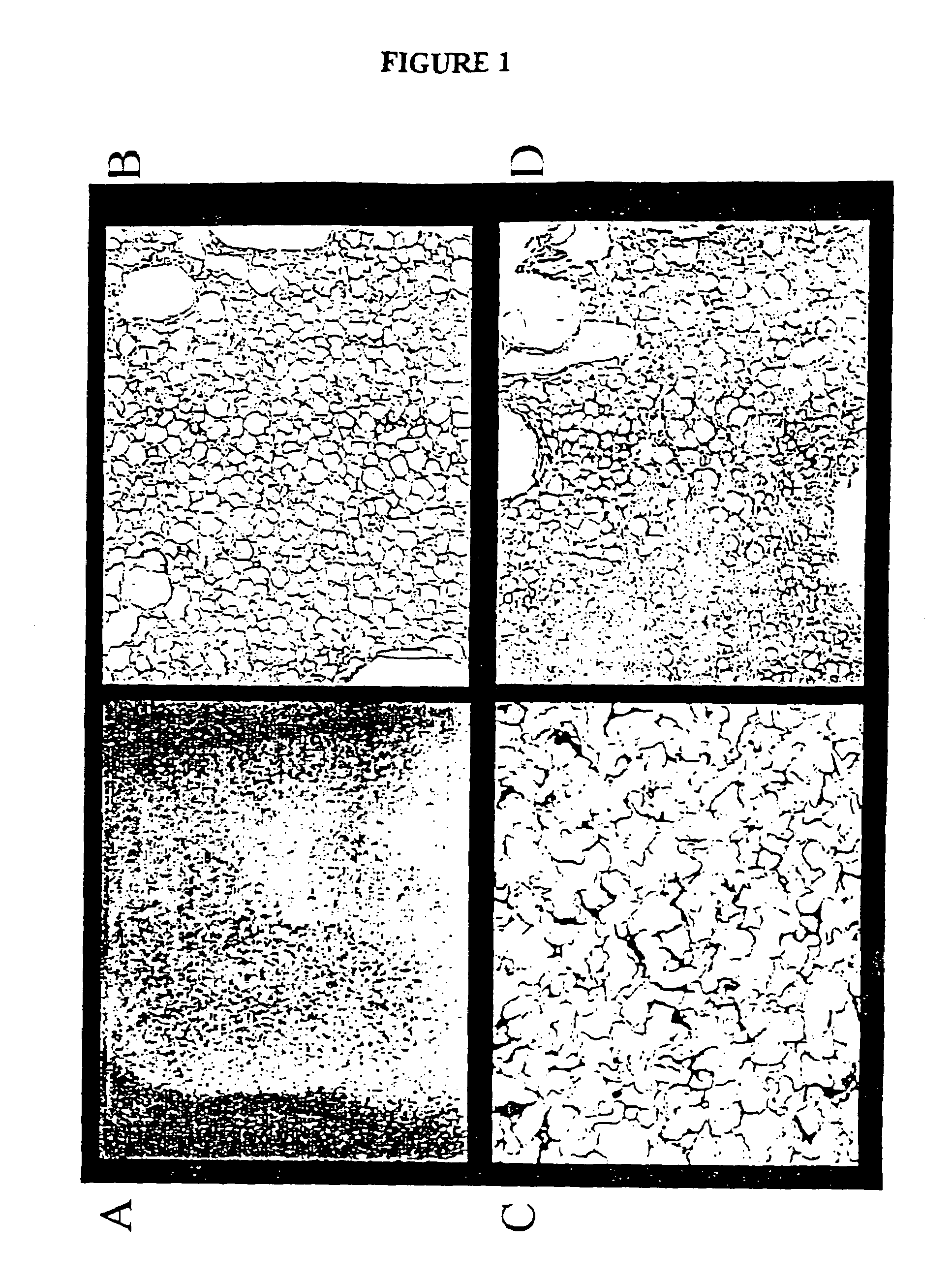 Plasma protein matrices and methods for their preparation