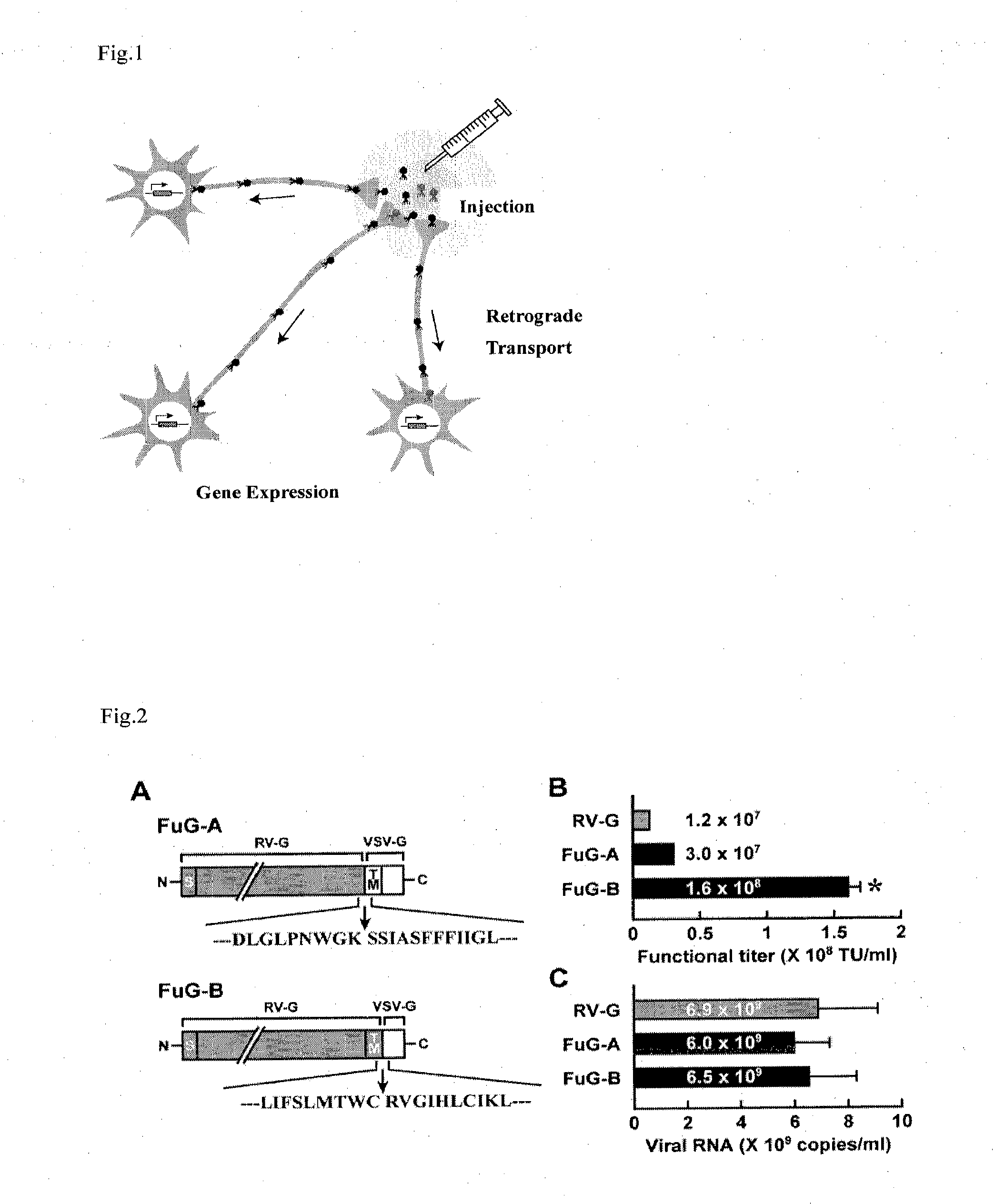 Retrograde transport viral vector system having envelope comprising fused glycoprotein