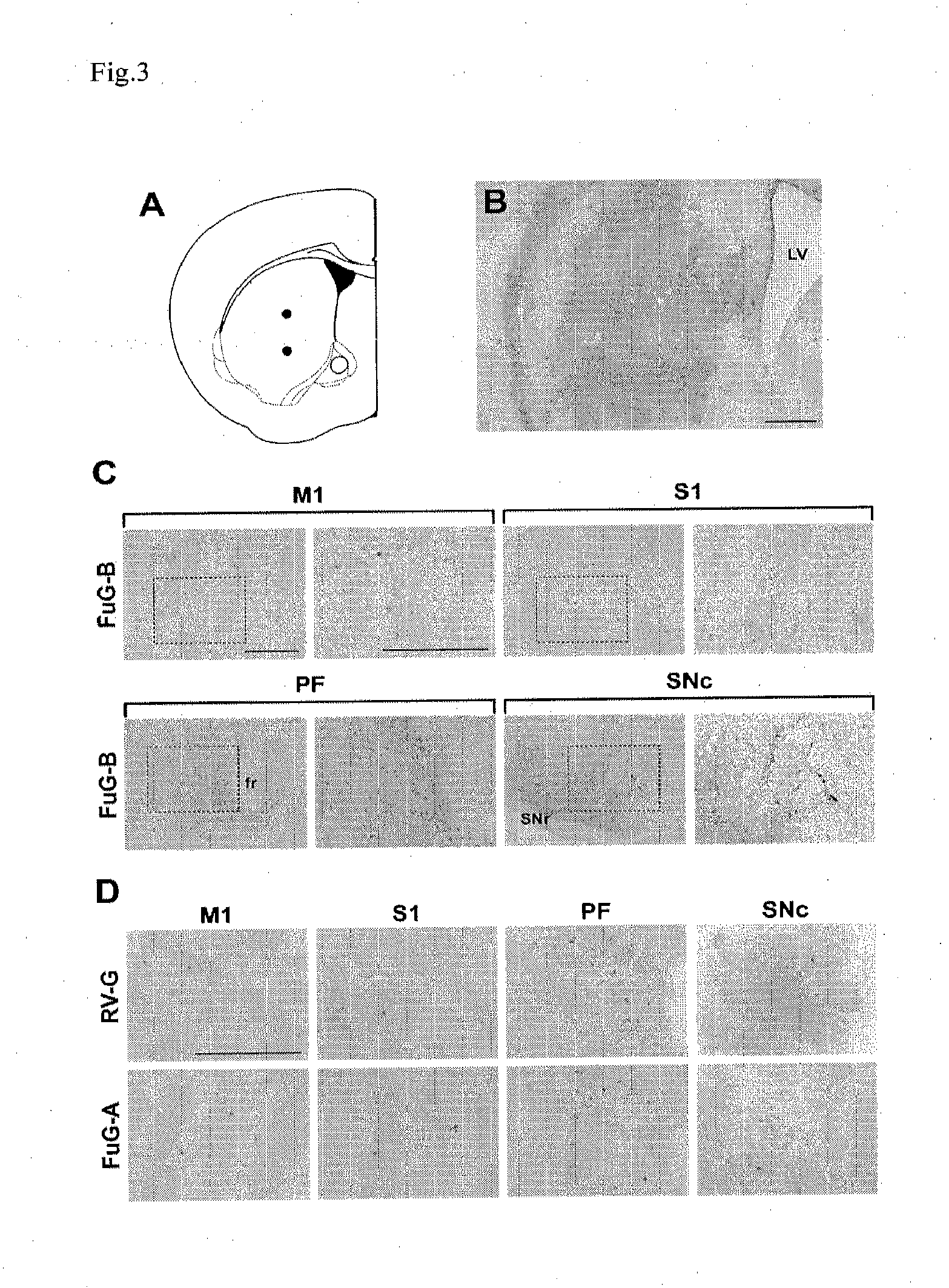 Retrograde transport viral vector system having envelope comprising fused glycoprotein