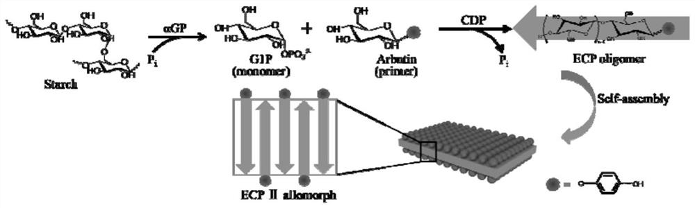 Nano cellulose as well as preparation method and application thereof