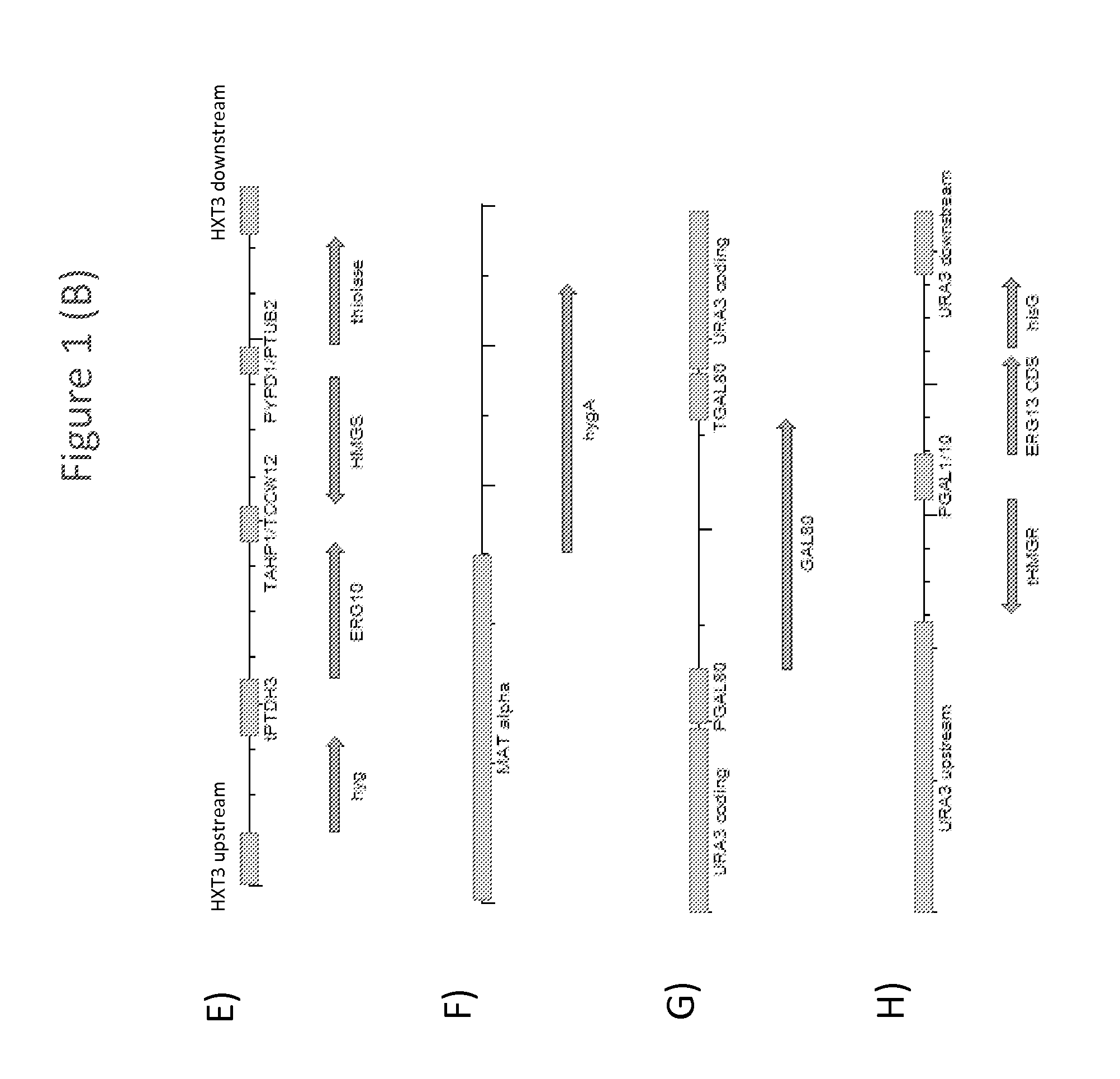 Methods of developing terpene synthase variants