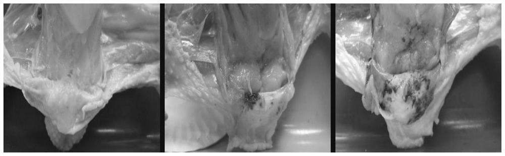 SNP (Single Nucleotide Polymorphism) molecular marker related to chicken black peritoneum character and application